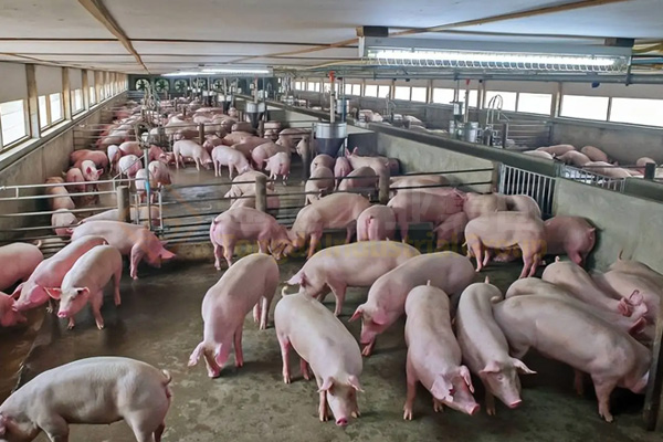  一條豬糞有機(jī)肥生產(chǎn)線(xiàn)，遍地豬屎臭變身有機(jī)肥