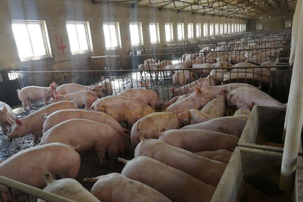  養(yǎng)豬豬糞怎么處理?豬糞有機肥加工設(shè)備有哪些?