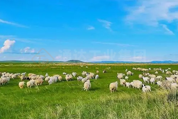 建有機肥廠解決了草原牛羊堆糞難題，牛羊糞如何進一步加工處理做成綠色有機肥料?