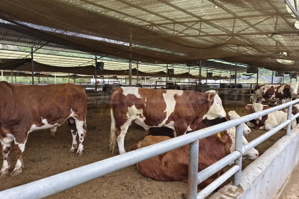 養(yǎng)牛的牛糞怎么處理?小型牛糞有機(jī)肥生產(chǎn)線(xiàn)多少錢(qián)?