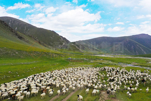 10000頭羊用什么有機肥加工設備?一萬只羊養殖場用什么型號有機肥設備好?