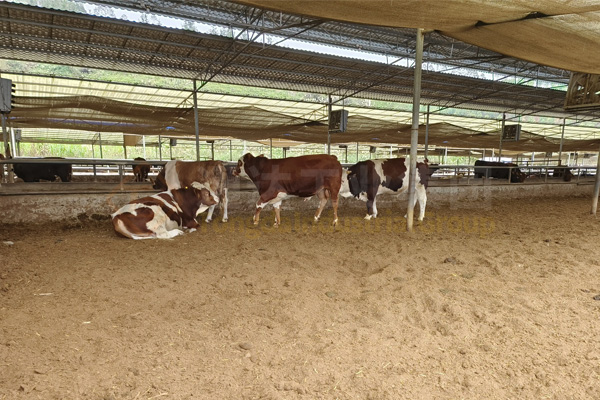 5千頭牛牛糞變有機肥機器有哪些?5000頭牛養殖場配多大產量有機肥設備?