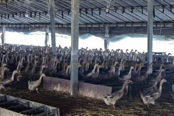  養(yǎng)殖又出新政策!種養(yǎng)結(jié)合成為補(bǔ)貼熱點(diǎn)!